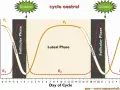 Graphique du cycle oestral d'une jument montrant les variations hormonales. Le corps jaune persistant est représenté par la courbe P4.