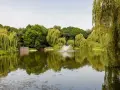 Spokojne Morskie Oko w Warszawie, z fontanną pośrodku i bujnymi wierzbami płaczącymi, zaprasza do odpoczynku.