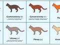 Devon rex liliowy – niezwykła kolorystyka i cechy tej rasy