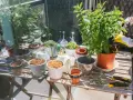 Förbereder för att odla majs i kruka. En person med gula handskar planterar en grön växt. Bordet är fullt av krukor, jord och trädgårdsredskap.