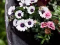 Flores para cementerio naturales: margaritas blancas con centro morado y claveles rosados, algunas marchitas, en un recipiente oscuro.