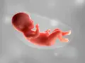 Ein Baby in 36 ssw, bereit für die Welt. Es liegt in der Fruchtblase, die Arme und Beine leicht angewinkelt.