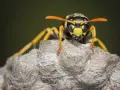 Una avispa amarilla y negra vigila su nido. Las avispas en el césped son una vista común en verano.