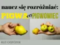 Różnica między pigwą a pigwowcem. Na zdjęciu widać dużą, żółtą pigwę w jednej dłoni i kilka mniejszych, zielonych pigwowców w drugiej.