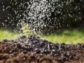Młoda roślinka podlewana deszczem. Naturalne domowe sposoby na nicienie pomagają jej rosnąć zdrowo.