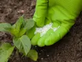 Polifoska kiedy stosować w ogrodzie, aby uniknąć błędów w nawożeniu
