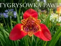 Tygrysówka pawia, z czerwonymi płatkami i cętkowanym wnętrzem, kwitnie wśród zieleni i innych barwnych kwiatów.