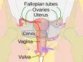 Anatomia kobiecych miejsc intymnych: jajowody, jajniki, macica, szyjka macicy, pochwa i srom.