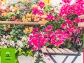 Kwiaty zwisające na balkon tworzą barwną kaskadę. Stolik i krzesła zapraszają do odpoczynku wśród bujnej zieleni i kolorowych kwiatów.