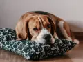 Smutny beagle leży na poduszce z kotkami. Zastanawiasz się nad beagle pies cena?