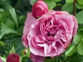 Eine üppige, rosafarbene Rose blüht neben Knospen. Ja, man kann Rosen pflanzen, wo schon Rosen waren, wenn man den Boden vorbereitet.