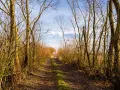 Droga przez las, gdzie drzewa tworzą naturalny tunel. W oddali widać światło, jakby zapraszając na groblę honczarowską.