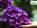 Piękna, fioletowa hortensja ogrodowa w pełnym rozkwicie. Jej stanowisko w ogrodzie zapewnia jej idealne warunki do wzrostu.