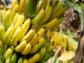 Reife Bananen: So erkennst du die perfekte Frucht und ihre Vorteile