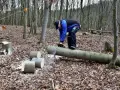 Mężczyzna piłuje pień drzewa w lesie. Zastanawiasz się, jak uniknąć kary za wycięcie drzewa bez zezwolenia?