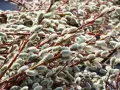 Na jakim drzewie rosną bazie kotki? Odkryj zaskakujące gatunki