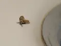 Mały, włochaty owad, przypominający ćmianki larwy, siedzi na jasnej powierzchni obok metalowej krawędzi.