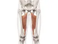 Muskler i insida lår, adductor magnus, som tränas med adductor maskin.
