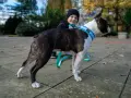 Jaka smycz dla psa? Wybierz idealną dla Twojego pupila!