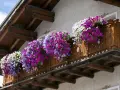 Kwiaty na balkon słoneczny i wietrzny: obfite kaskady fioletowych, różowych i białych petunii zdobią drewnianą balustradę.