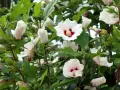 Piękne białe kwiaty hibiskusa z nasion, z czerwonymi środkami, otoczone zielonymi liśćmi i pąkami.