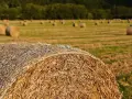 Rolnik wybrał folię zamiast siatki do zabezpieczenia słomy. W oddali widać pole z okrągłymi belami.