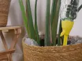 Dispositivo amarillo para regar plantas en vacaciones. Una botella de agua se inserta en la tierra para mantenerla hidratada.