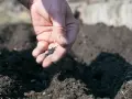 Dłoń rozsypuje drobne nasiona. Zastanawiasz się, dlaczego nasiona nie kiełkują? Może potrzebują więcej ciepła lub wody.
