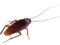 Una cucaracha de color marrón rojizo con antenas largas y patas espinosas. A pesar del frío, las cucarachas en invierno buscan refugio.
