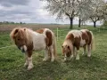 Deux adorables poneys shetland pie, l'un regardant vers l'objectif, l'autre broutant paisiblement dans un pré fleuri sous un ciel nuageux.