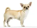 Czy chihuahua gubi sierść? Odkryj, co wpływa na linienie i pielęgnację