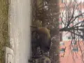 Co robić, gdy dziki na osiedlu zagrażają bezpieczeństwu?