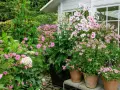 En lummig trädgård med många rosa blommor i krukor och rabatter. En stor blomstermorot i kruka dominerar vid ett vitt växthus.