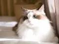 Ragdoll kotka czy kocur - odkryj różnice w ich charakterze