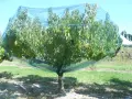 Albero di pesco protetto da una rete anti-insetti, in attesa della concimazione per frutti succosi.
