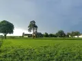Zielona łąka, dom i drzewa. Zastanawiasz się, ile kosztuje przekształcenie działki rolnej na budowlaną 10 arów?