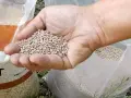 Mano che tiene un pugno di nocciolino pellet, con sacchi pieni sullo sfondo.