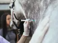 Une main gantée administre une injection à un cheval, une mesure préventive contre le tétanos. Une jeune femme observe attentivement.