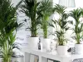 Kilka bujnych palm w białych donicach, idealna ziemia do palmy zapewni im zdrowy wzrost.