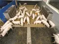 Un gruppo di maialini rosa in un recinto, un'immagine che illustra l'allevamento maiali. Alcuni mangiano, altri riposano.