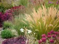 Ein üppiger Garten mit Gräsern, Sedum und Purpur-Sonnenhut. Ein wunderschönes Beispiel, wie man einen pflegeleichten Beet anlegen kann.