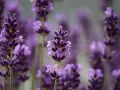 Flores de lavanda, conocidas por ser plantas que ahuyentan los mosquitos, con sus espigas púrpuras en primer plano y un fondo difuminado.