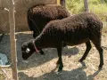 Due pecore nere, una con collare rosa, pascolano in un recinto. Chissà quanto vivono le pecore in queste condizioni.