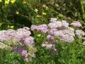 Zarte rosa und weiße Schafgarbenblüten stehen im sonnigen Garten. Der ideale schafgarbe standort ist sonnig und trocken.