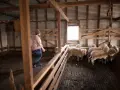 Ein Mann in kariertem Hemd und Mütze inspiziert eine Herde Schafe in einem Stall. Diese Tiere liefern mulesing-freie Wolle.