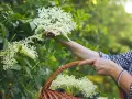 Zbieranie kwiatów czarnego bzu do koszyka, by dowiedzieć się, jak parzyć ten aromatyczny napar.