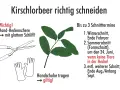 Anleitung zum Kirschlorbeer schneiden: Werkzeuge (Heckenschere, Handschuhe) und Schnitttermine (Winter, Sommer, Spätsommer) werden gezeigt.