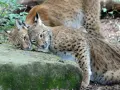 Deux lynx se blottissent l'un contre l'autre. Le poids d'un lynx adulte peut surprendre, mais ces félins sont agiles.