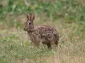 Un pequeño conejo de pelaje marrón y moteado se detiene en la hierba, atento a su entorno.