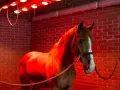 Cheval brun dans un solarium chevaux fait maison, baigné de lumière rouge.